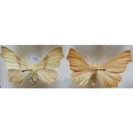 Ennomos erosaria (Denis & Schiffermüller, 1775) pair Latalec gruszak Slovakia75j